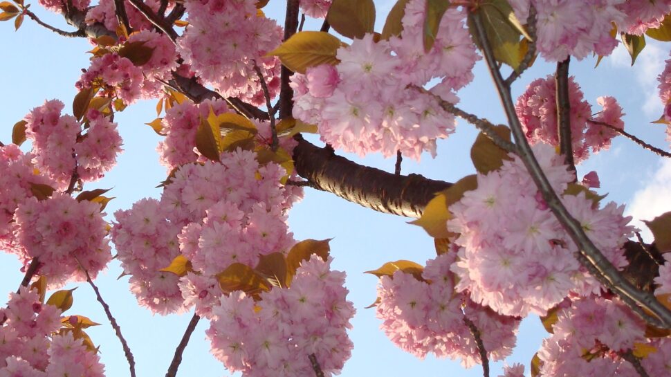 Copyright: Panja Lange